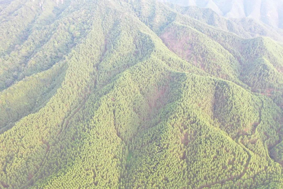 WG电子集团与宝林公司签定9100亩林地林木流转和谈2.jpg