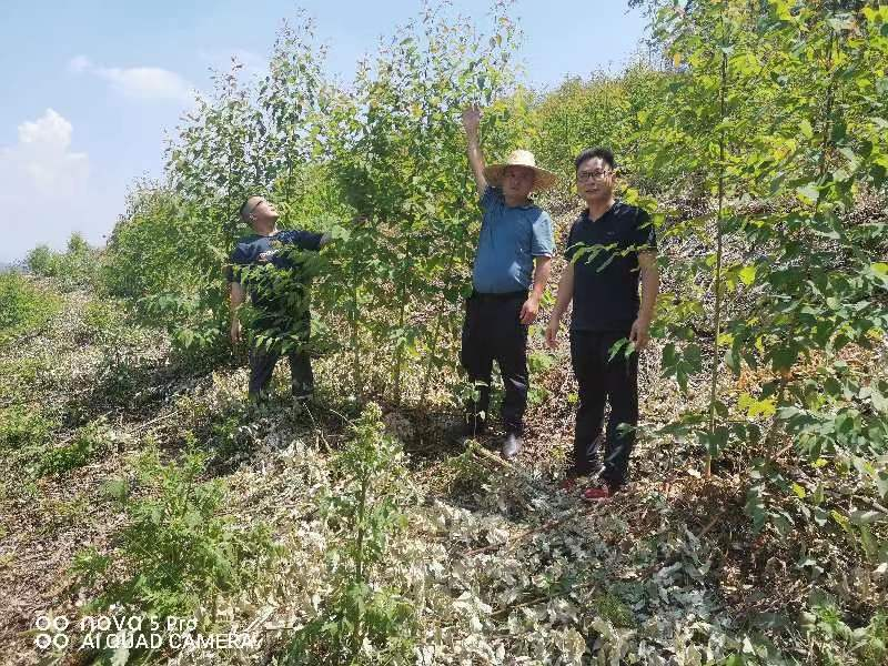 唐治良到鹿寨县四排镇、、、鹿寨镇林地查抄领导工作