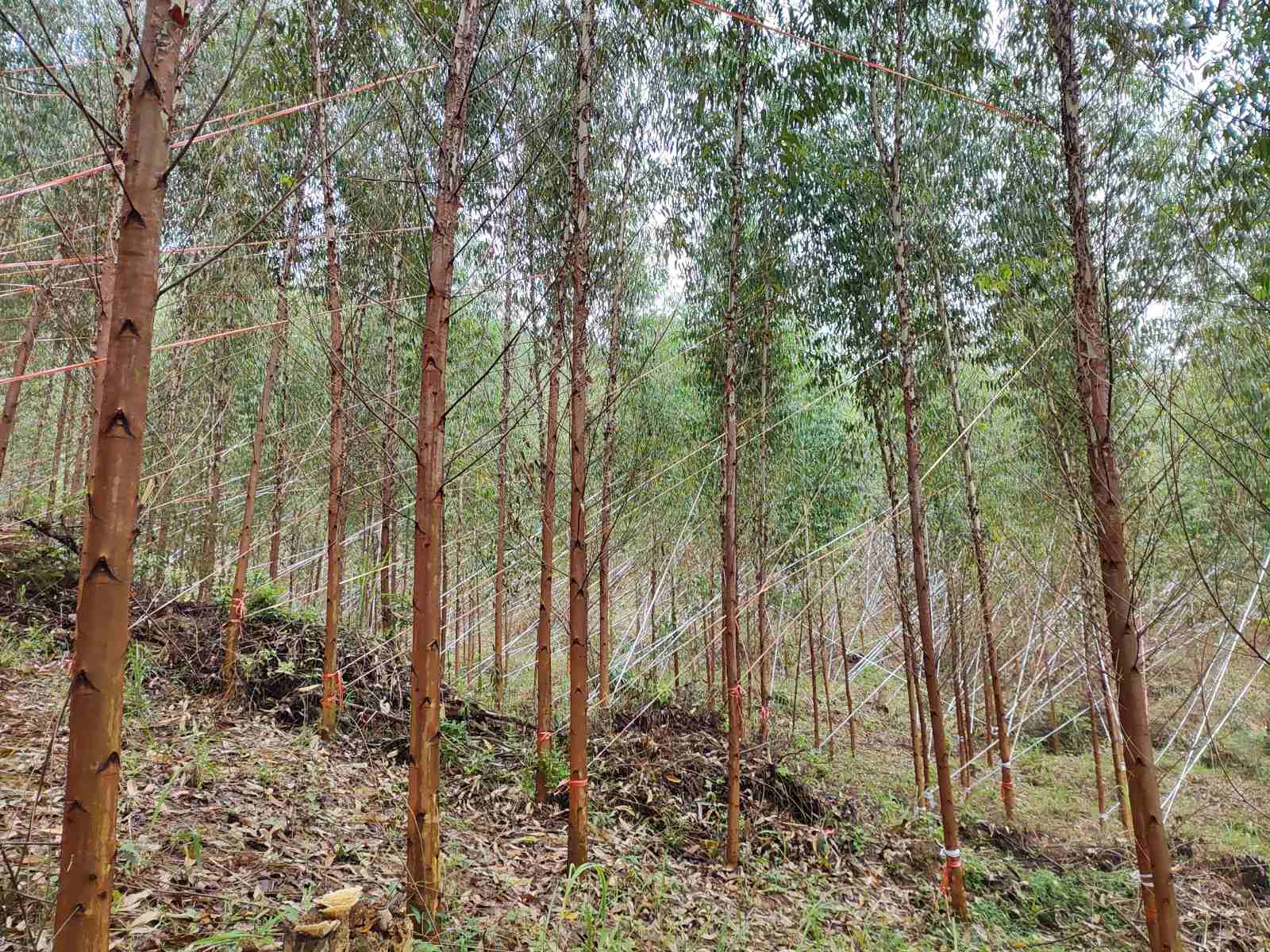 抗风扶树加固忙，，实时止损人不歇